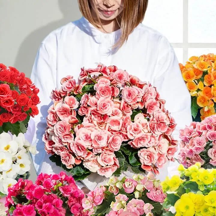 ありがとうを花に込めたフラワーギフト 「ベゴニア鉢植え」ボリアス