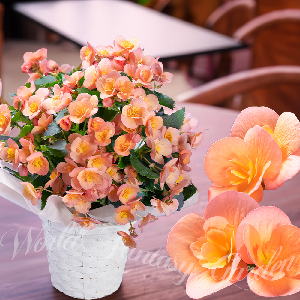 変わり咲き　ビラブピーチ NEW　ピーチピンクの淡い発色。セミ八重の変わり咲き