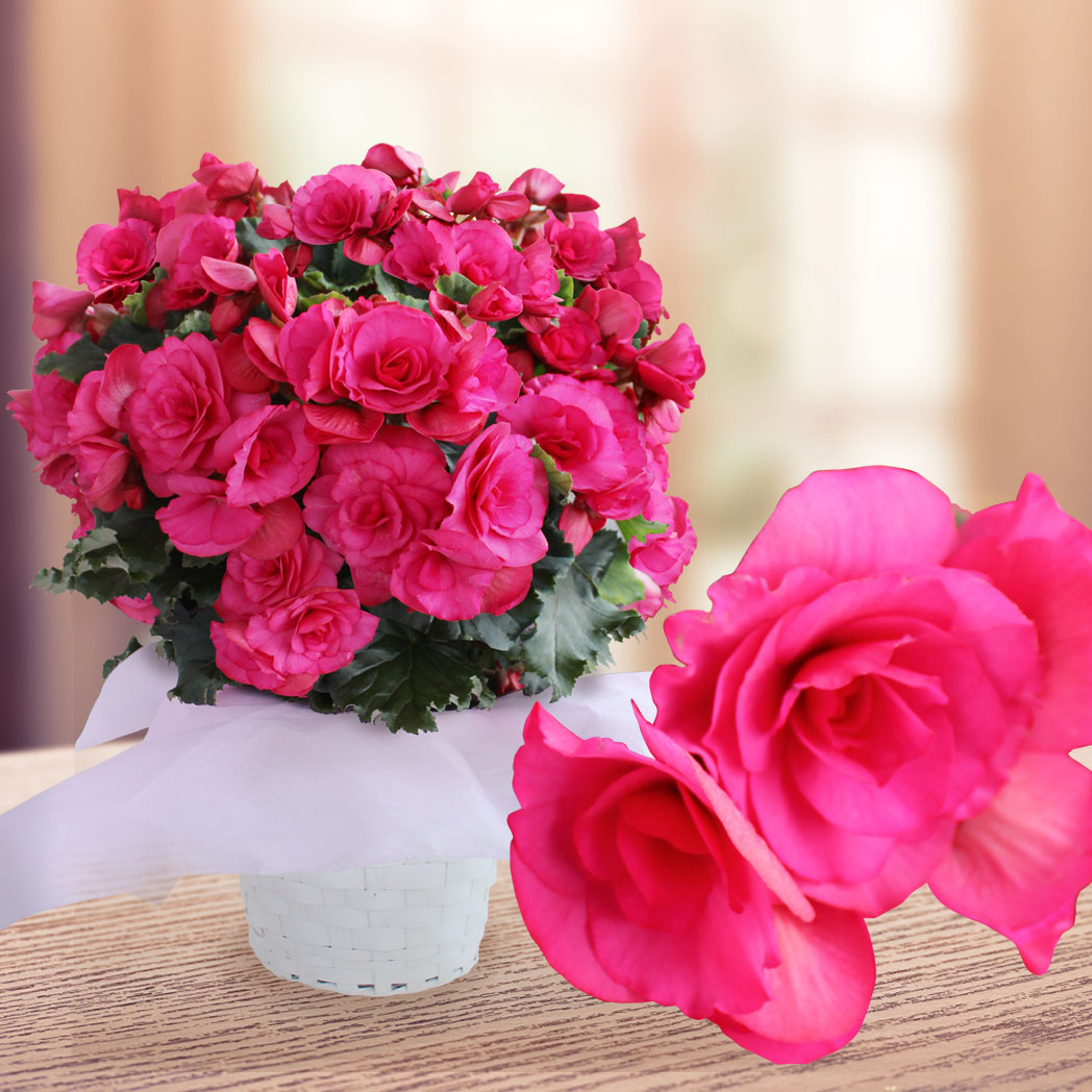 大輪薔薇咲　ベラ 紫かがったレッドのローズレッドの艶やかなバラ咲き