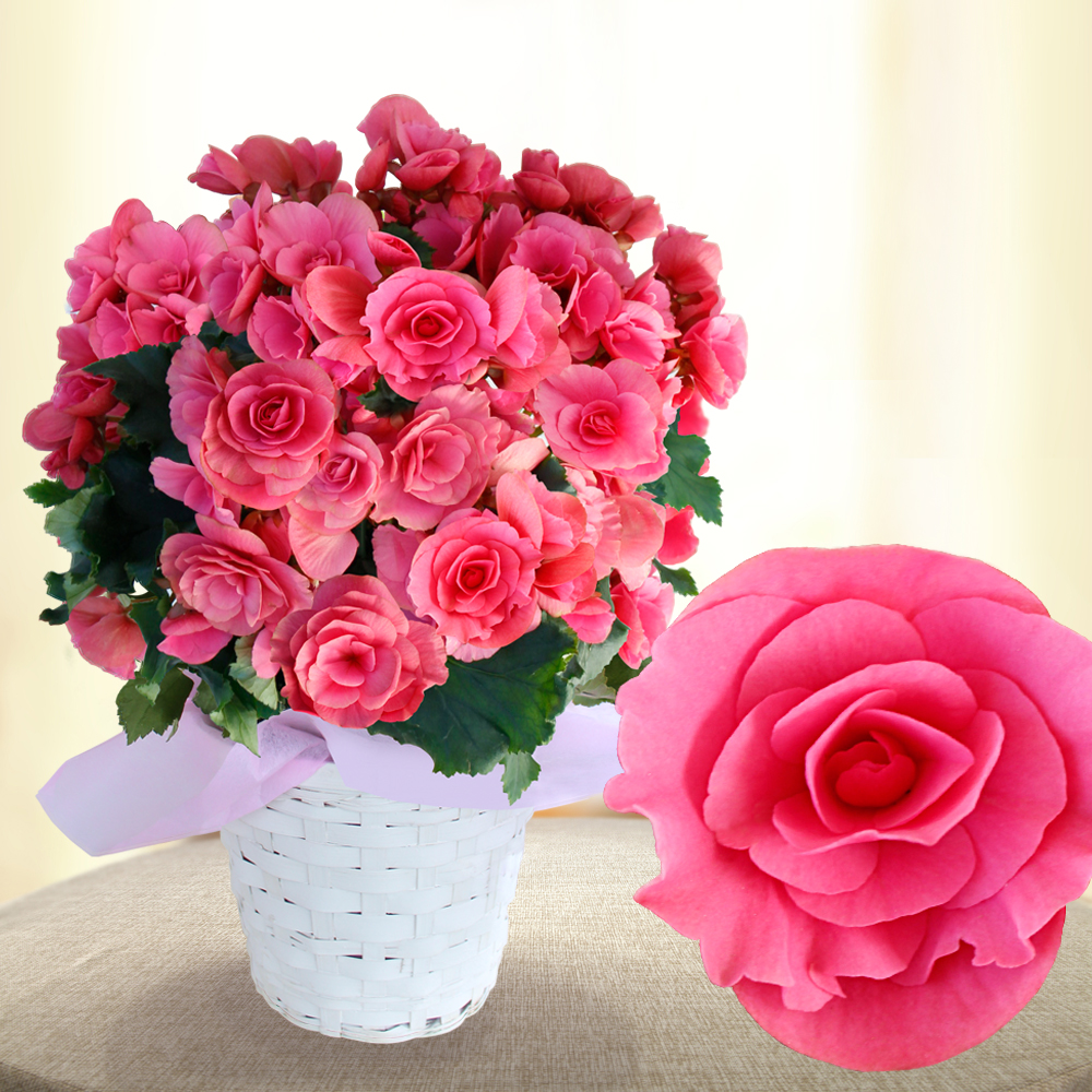 大輪薔薇咲　ベルセバ クラシックチェリーピンクの大輪バラ咲き