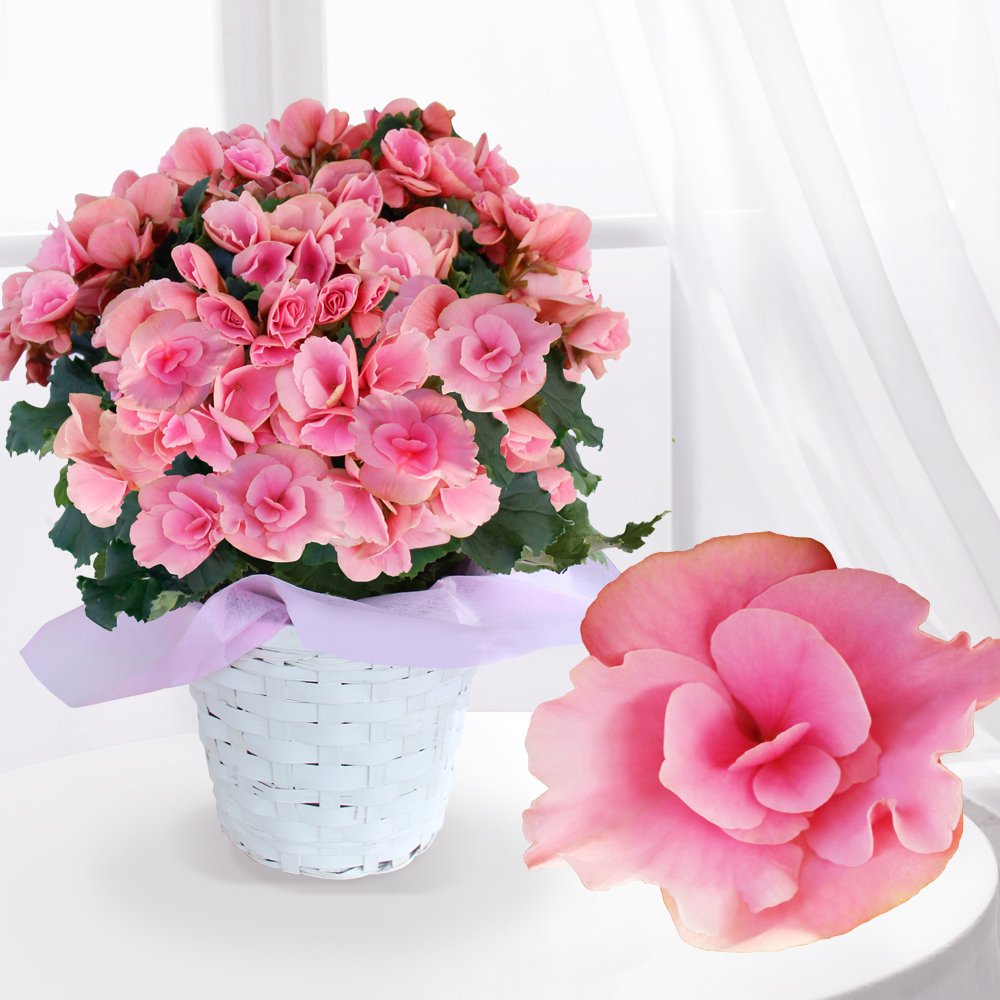 大輪薔薇咲　ベルセバ ライトピンク クラシックベイビーピンクの形良くまとまる大輪バラ咲き