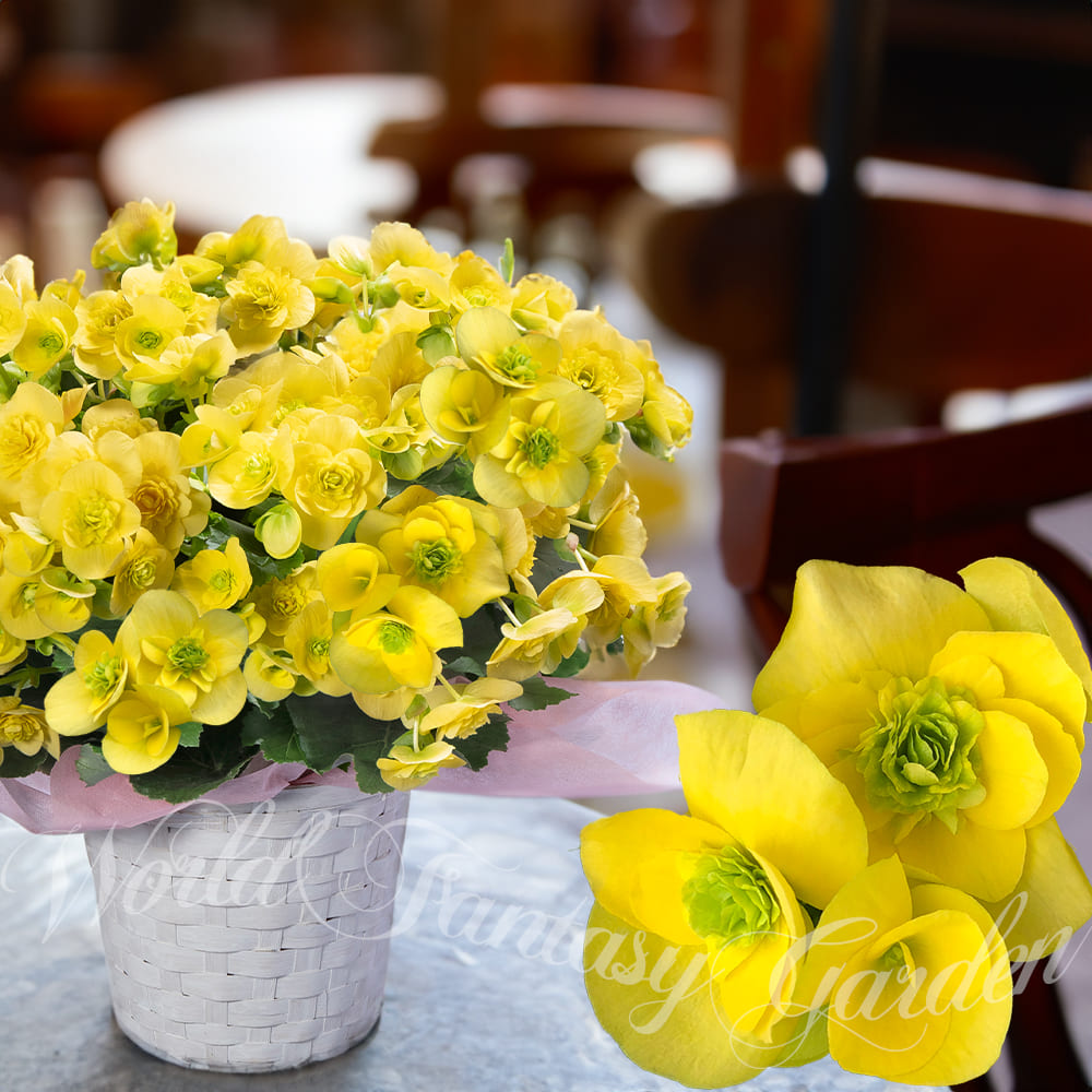 大輪薔薇咲　コスモノア グリーン＆イエローの新色が登場