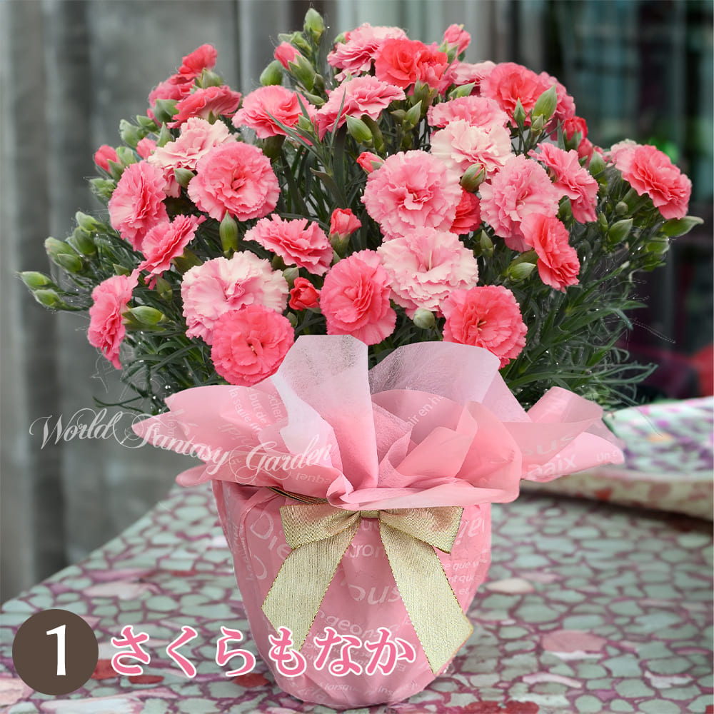 さくらもなか 断トツ人気品種！花色が変化、1鉢で色々な桜色が楽しめる