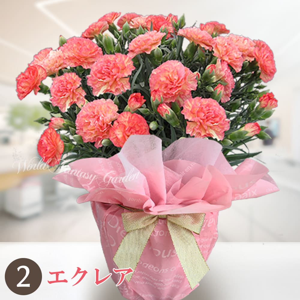 エクレア 人気が高い！優しいオレンジ＆クリームイエロー