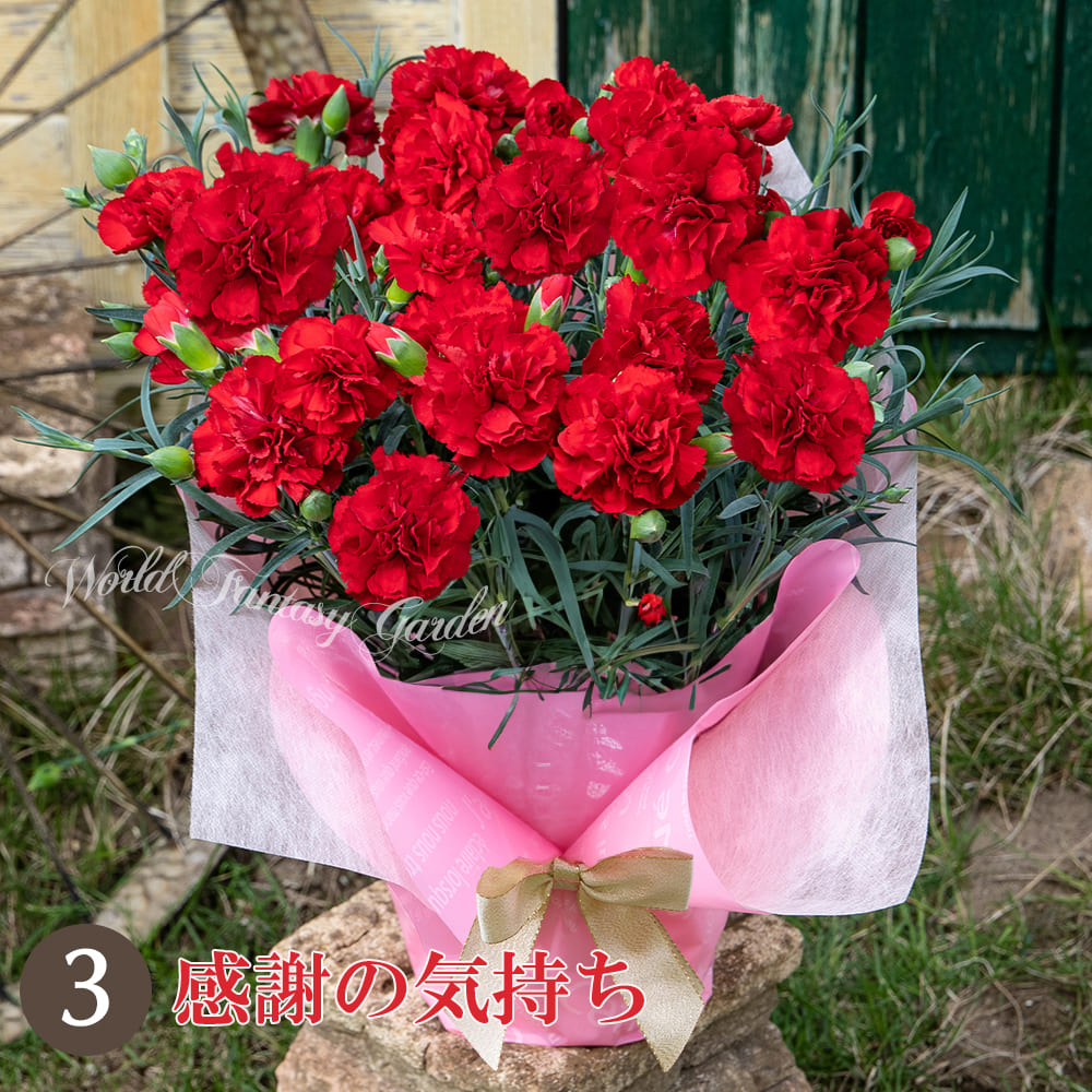 感謝の気持 カーネーションの定番カラー真赤！その名も王道『感謝の気持』