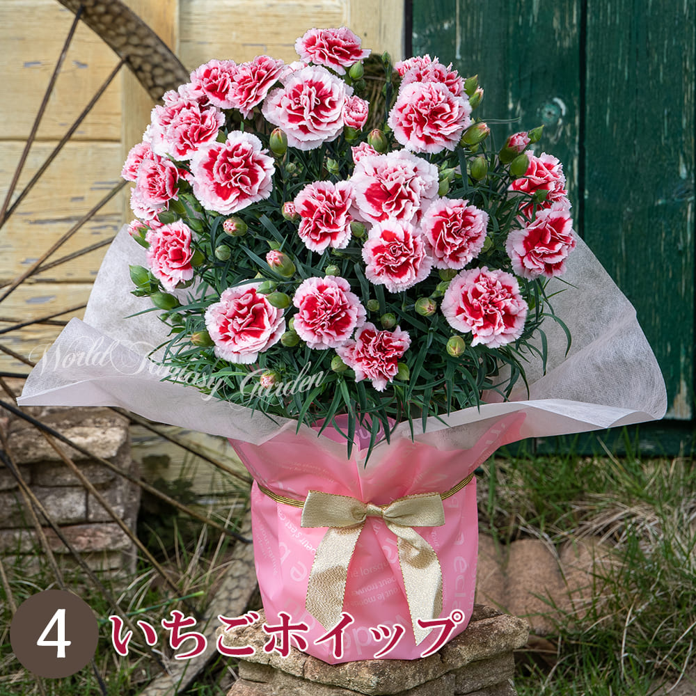 イチゴホイップ 苺とホイップクリームの美味しそうな白＆赤の2色咲き