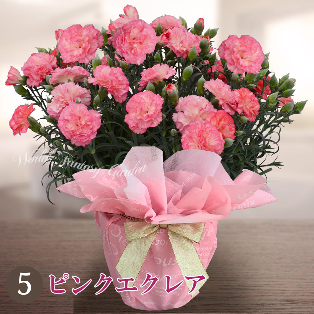 ピンクエクレア 桃色の中にふんわりアプリコット色の温かみある可愛い雰囲気