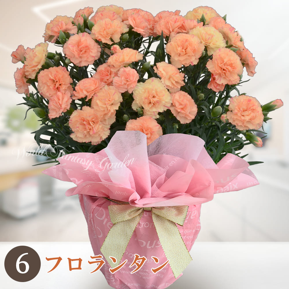 フロランタン アプリコットカラーにピンクのストライプの可愛らしさが際立つ