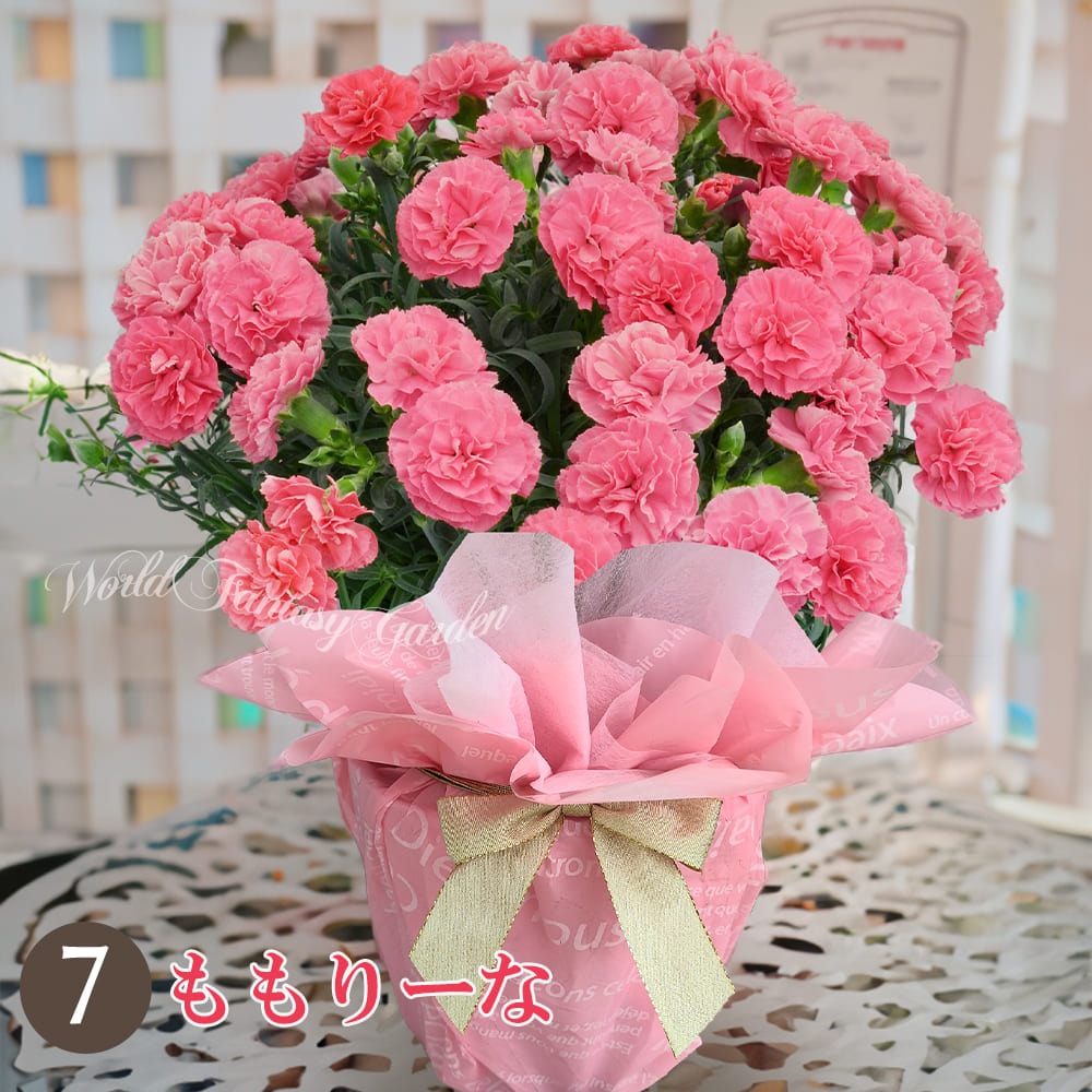 モモリーナ 花びらの枚数が多く、華やかでコンパクトタイプ