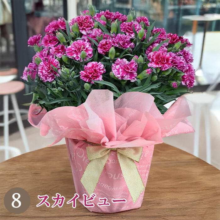 スカイビュー パープルの花弁ストライプ模様が