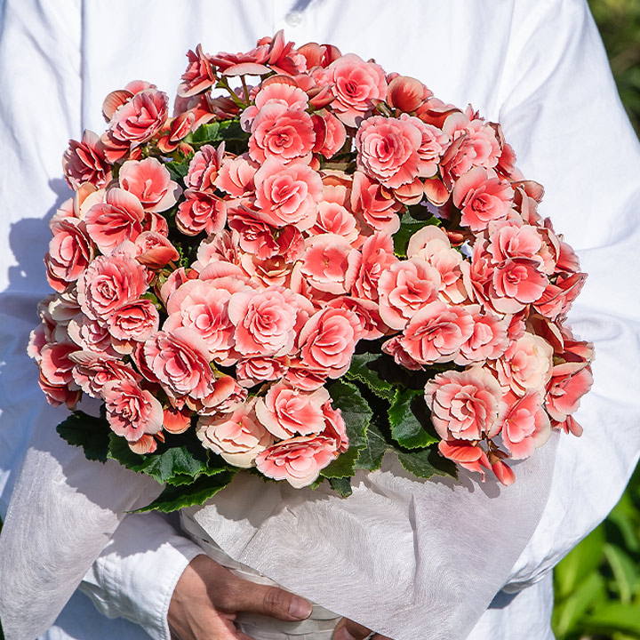 大輪薔薇咲　ボリアス 当店人気NO1　紅白の豪華な2色咲き大輪バラ咲き