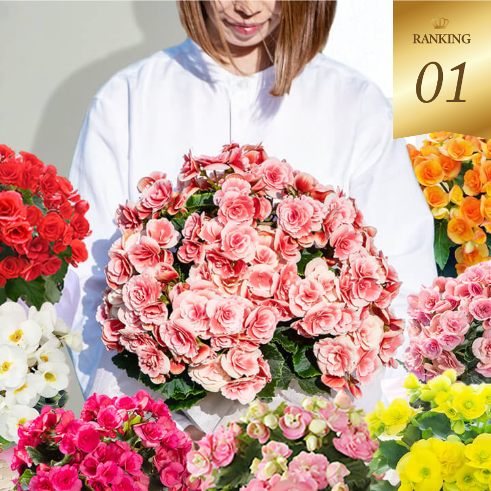 大輪八重咲き　ベゴニア　選べる品種 楽天ランキング1位　ハッピーガーデン人気の大輪ベゴニア薔薇咲き