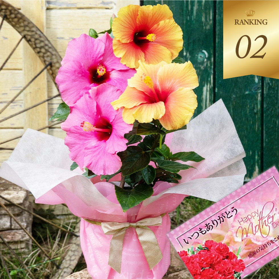 ハイビスカスロングライフ　2色植え　選べる7種 ハイビスカスの常識を破った新種　長く咲く！冬に咲く！