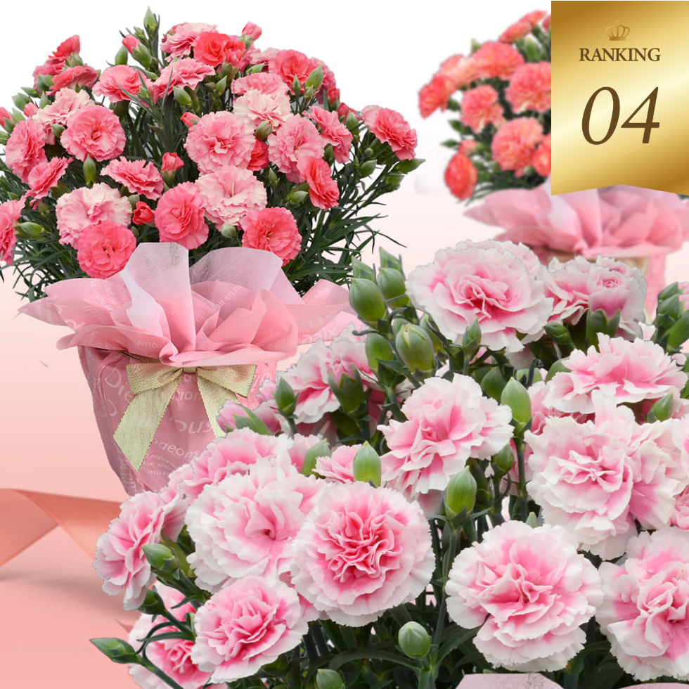 カーネーション　5号　選べる8種　 定番中の定番、感謝を込めてカーネーション　プレゼント球根付き