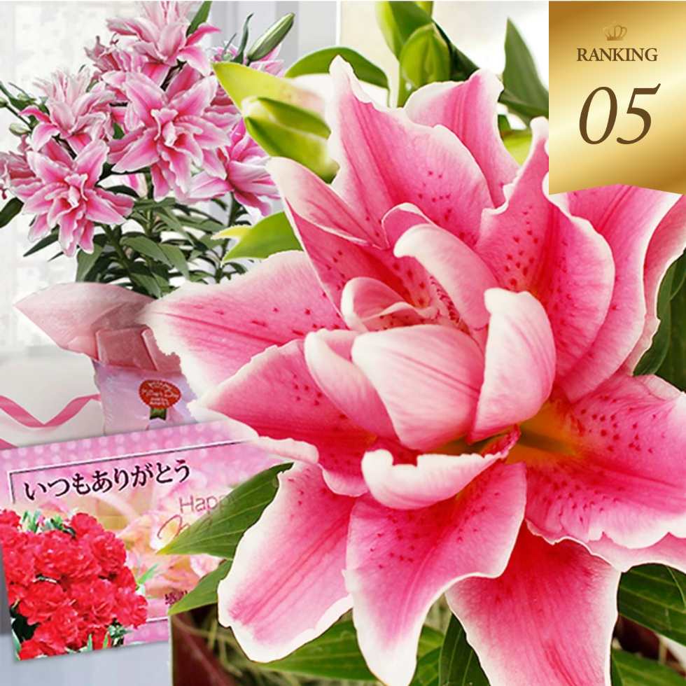 大輪八重咲きユリ　ローズリリー ローズリリー　2色の覆輪の八重咲き大変珍しい　大輪八重咲き＆花粉の出ないユリ