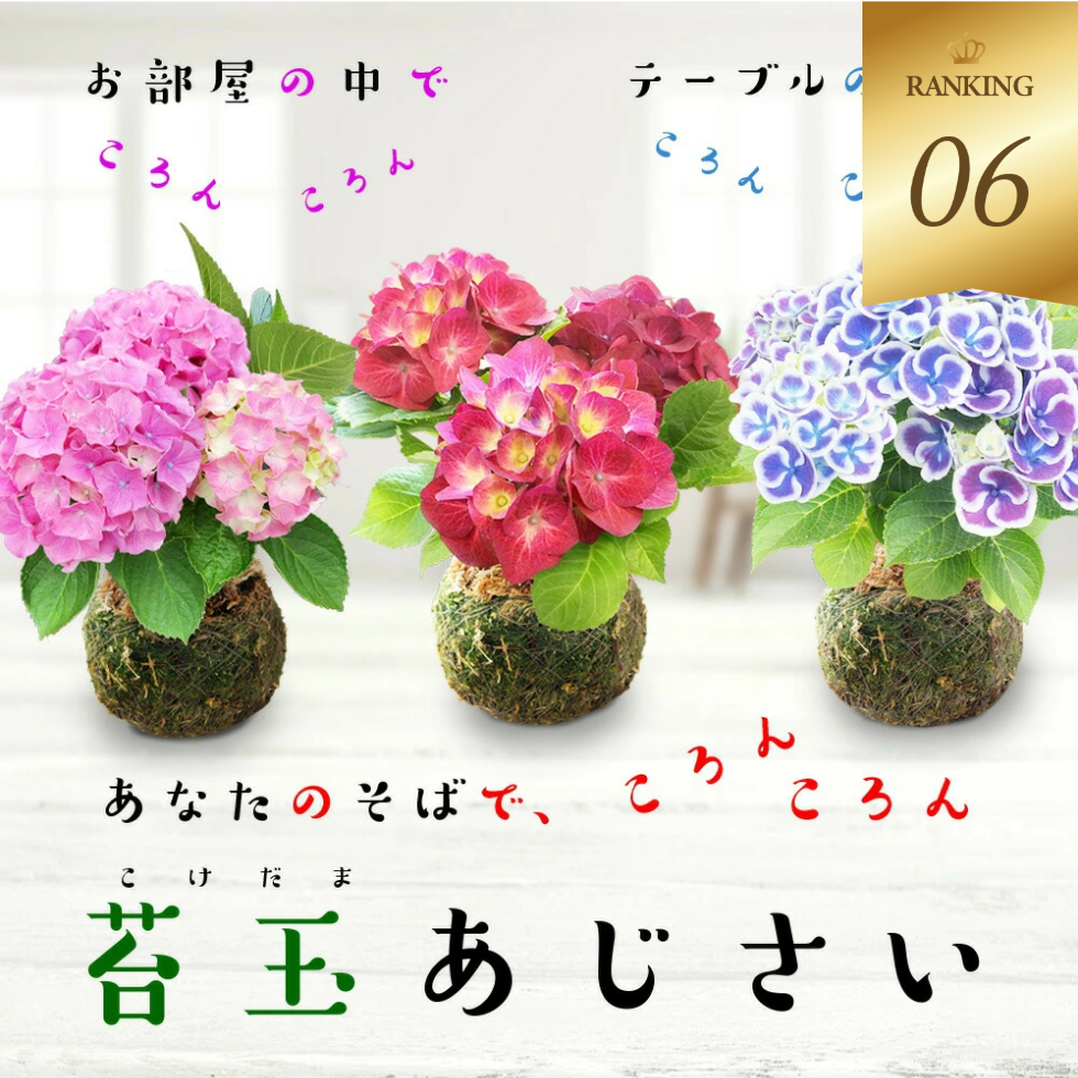 ころんコロンあじさい苔玉　選べる6色 お側において可愛いサイズ 置き場を選ばず楽しめる紫陽花　受け皿付き