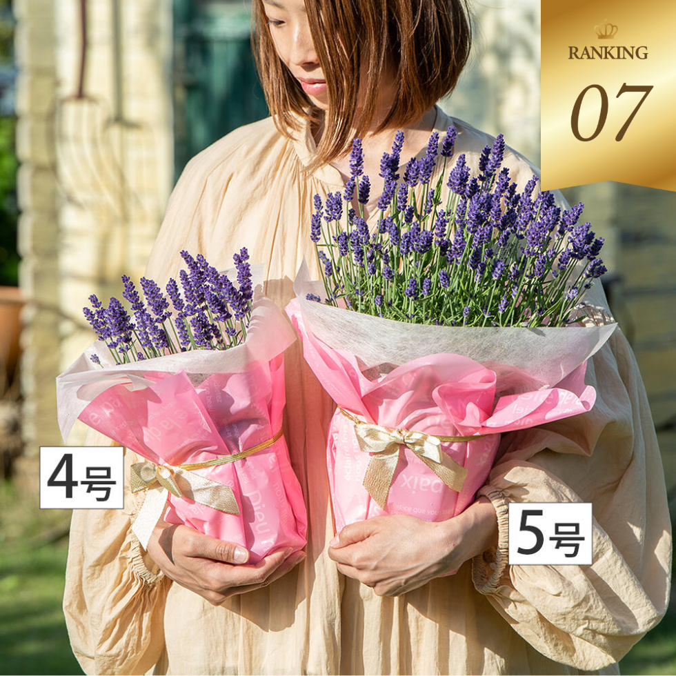 富良野ラベンダー選べるサイズ4～5号　鉢花 素敵なラベンダーの香りは癒しのギフト