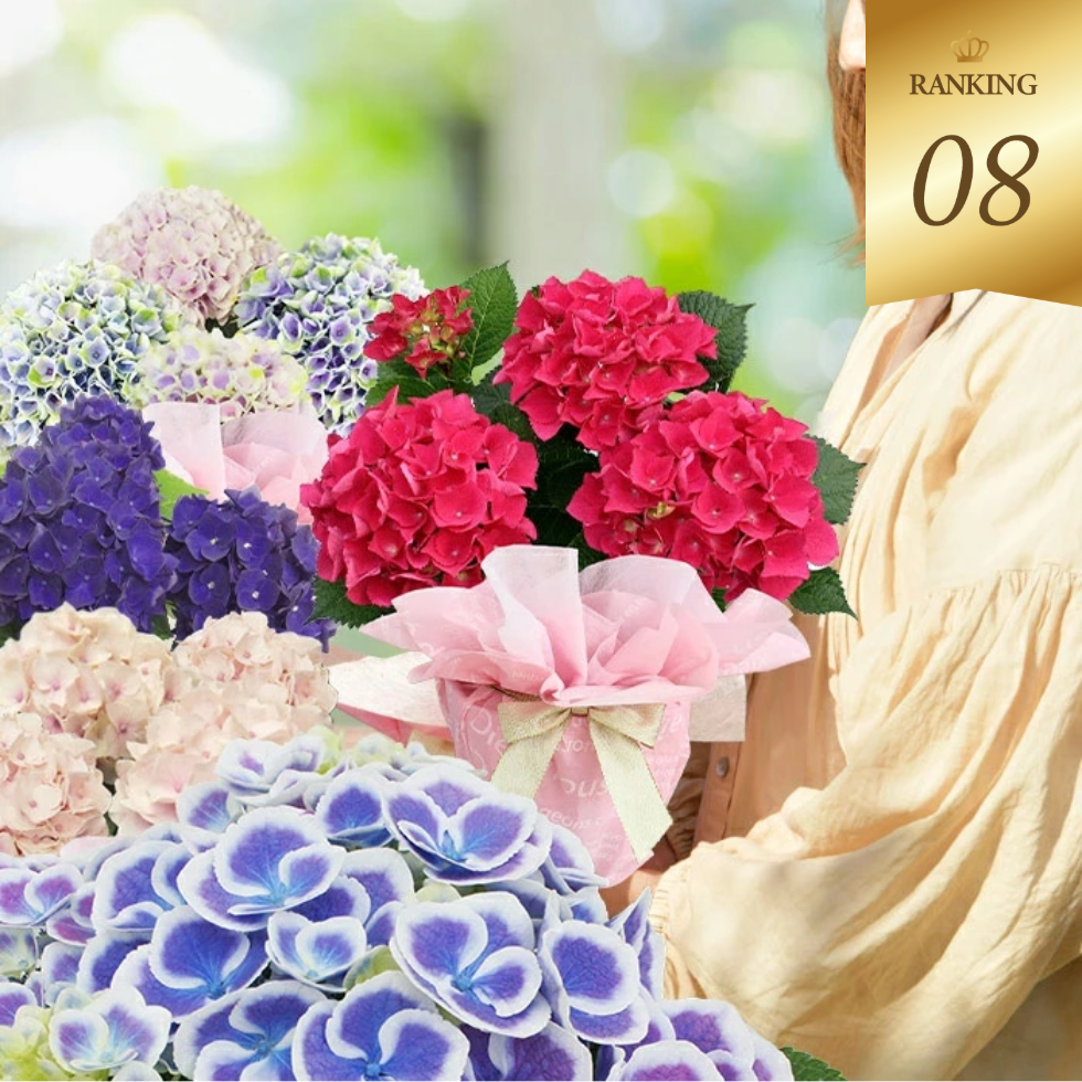 紫陽花お手頃　4号サイズ