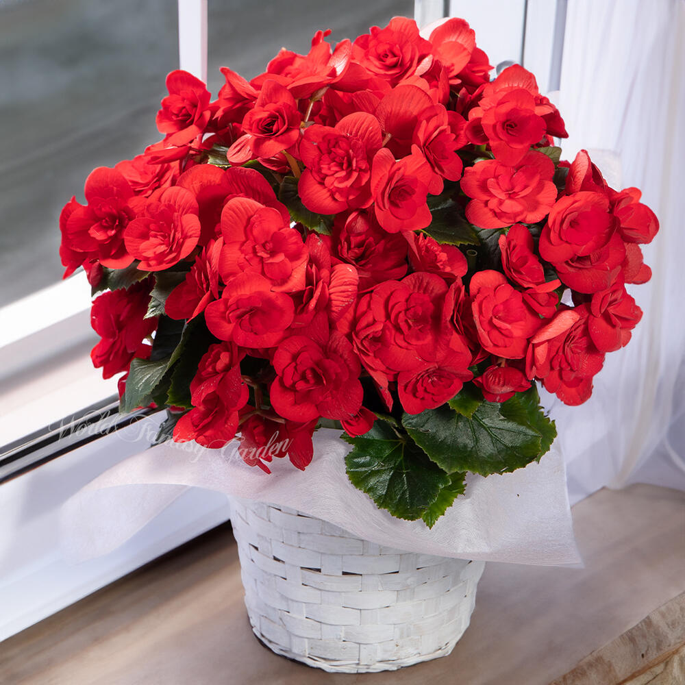 大輪薔薇咲　パッションレッド 目が冷める様な赤の迫力大輪薔薇咲き