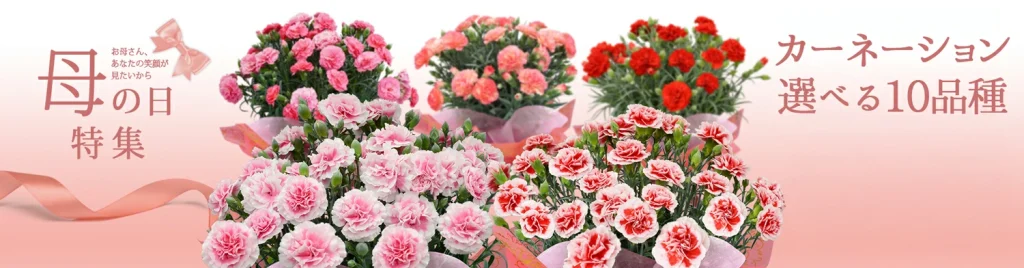 母の日特集 カーネーション