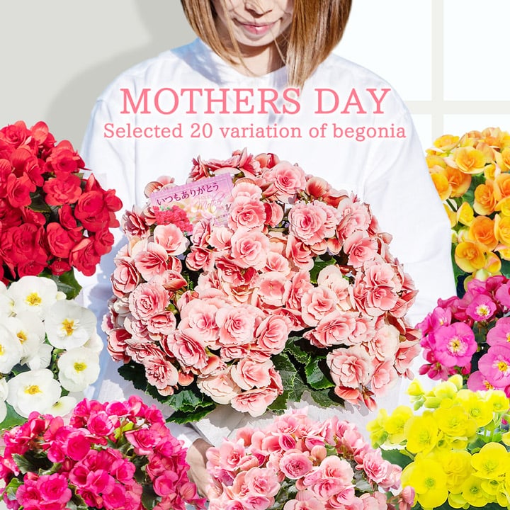 ボリューム満点！選べる母の日ギフト♪室内で楽しめる豪華な薔薇咲きベゴニア鉢花