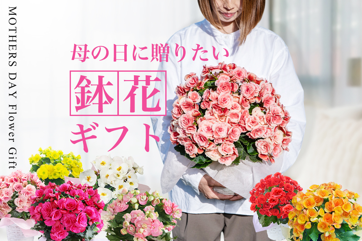 ハッピーガーデン 鉢花ギフト